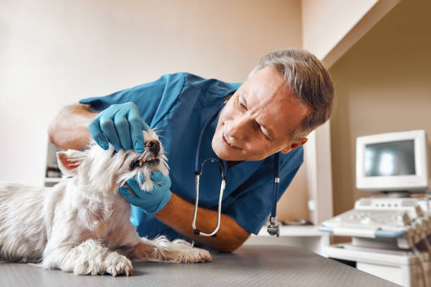 Best Same-Day Emergency Dentist in Spencerport, NY
